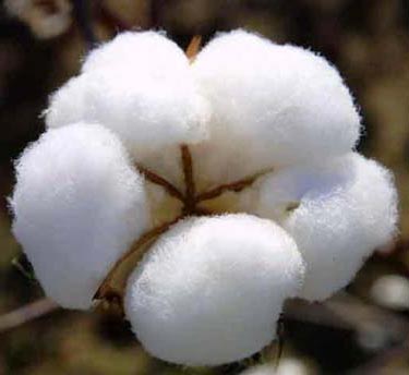Cotton image