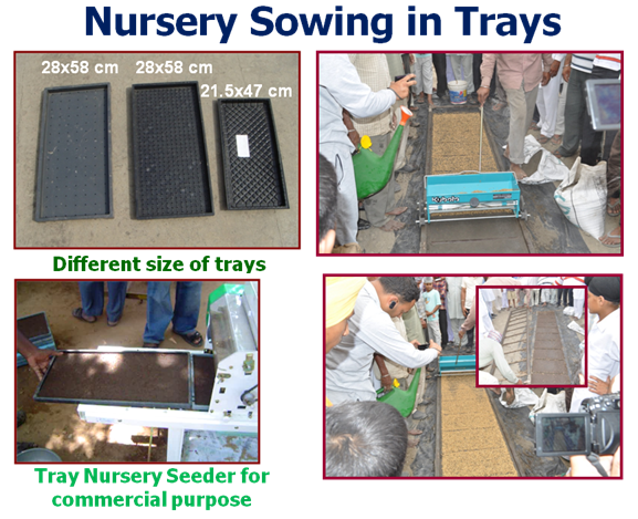 nursery sowing